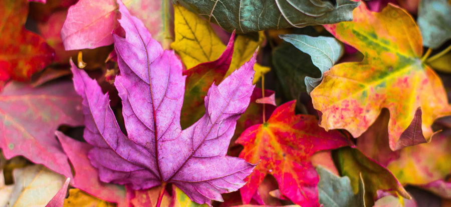 Colorful fall leaves