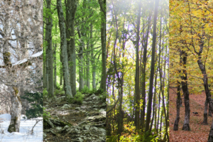 Seasonal staffing trends represented by a tree experiencing four seasons