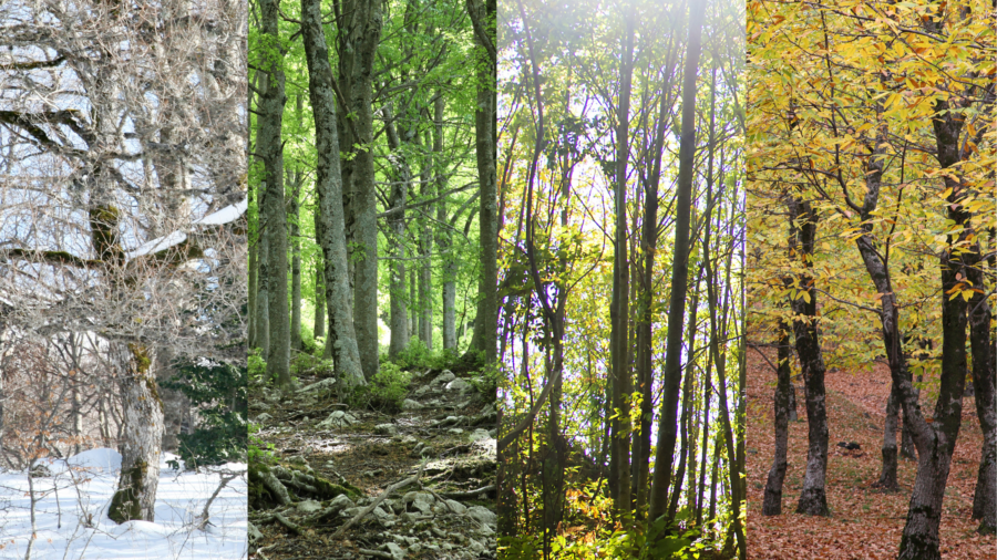 Seasonal staffing trends represented by a tree experiencing four seasons