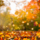 Why Fall Is Your Best Season to Build a Temp Talent Pool